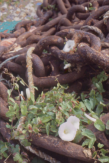  - Enchaînées