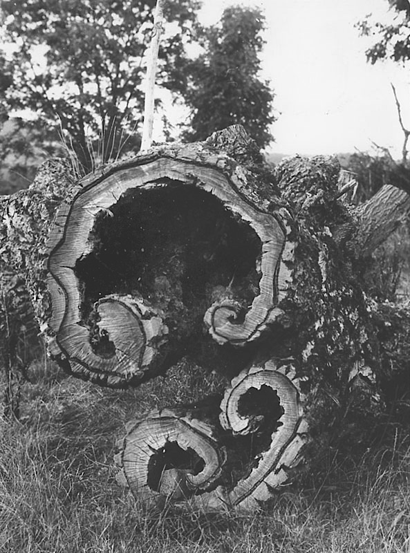  - L'arbre ionique