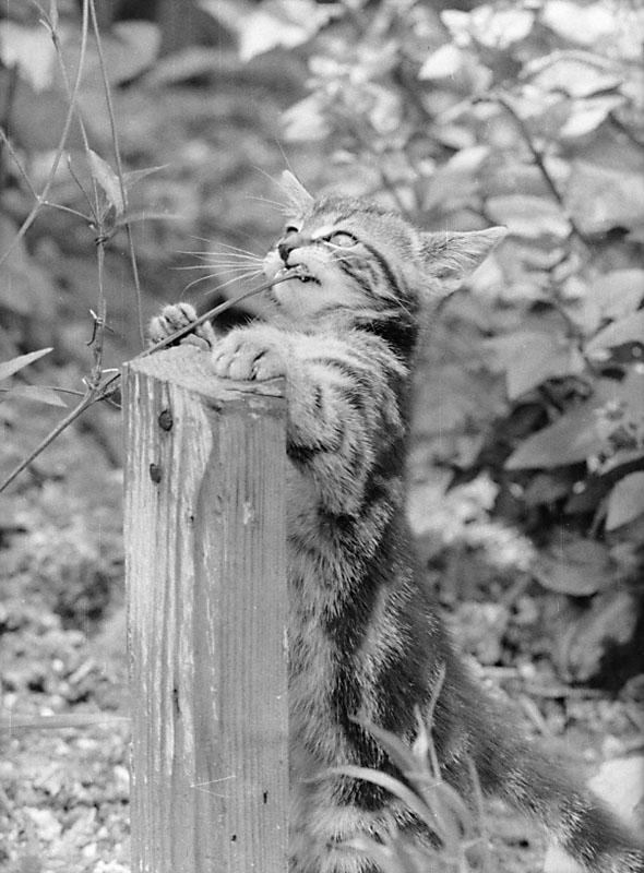 - Le chat qui prèche
