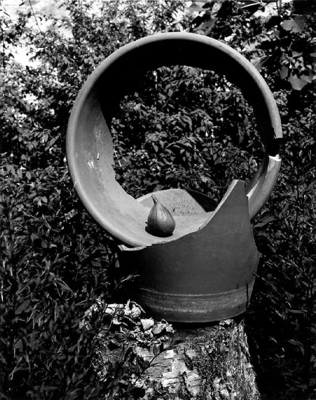  - Pot cassé avec figue