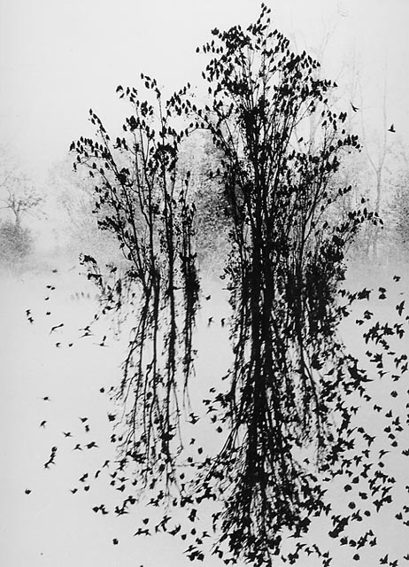  - L'arbre aux oiseaux