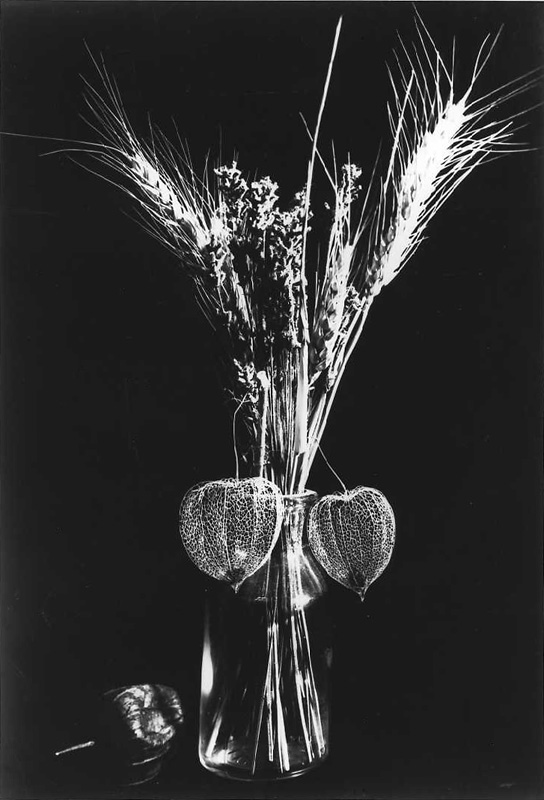  - L'amour en cage (physalis)