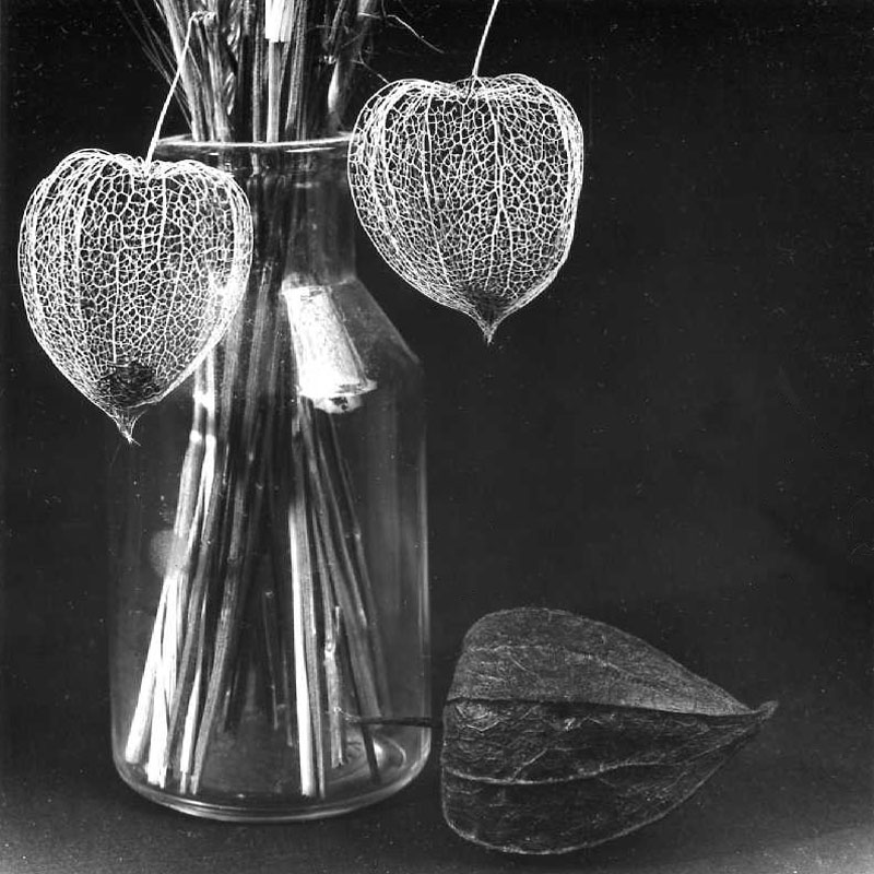  - Variations physalis (1)