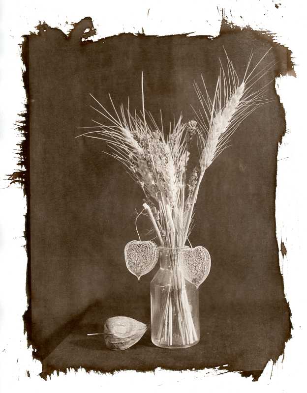  - Variation physalis (2)