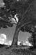 Un arbre à Tréboul