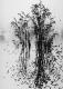 L'arbre aux oiseaux