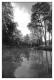 Etang et arbres