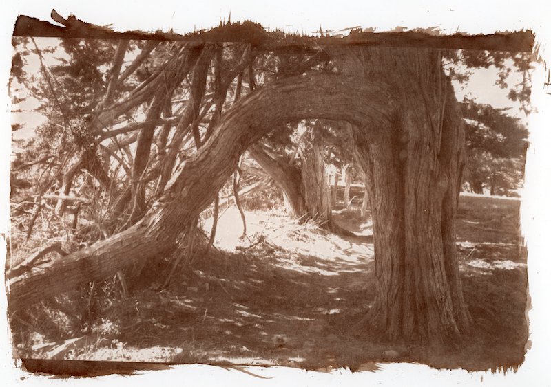  - Arbres en Bretagne