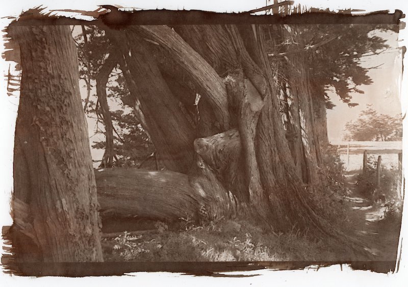  - Arbres 02