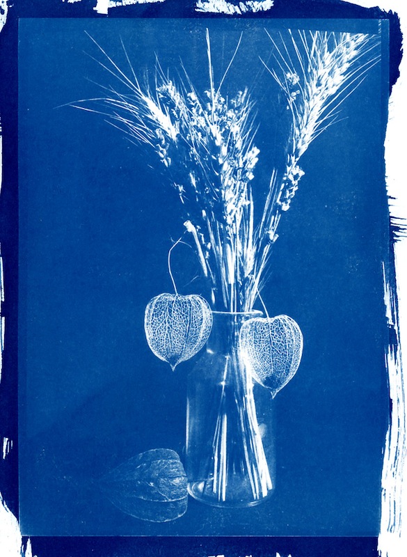  - Physalis, tirage cyanotype