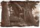 Arbres 02