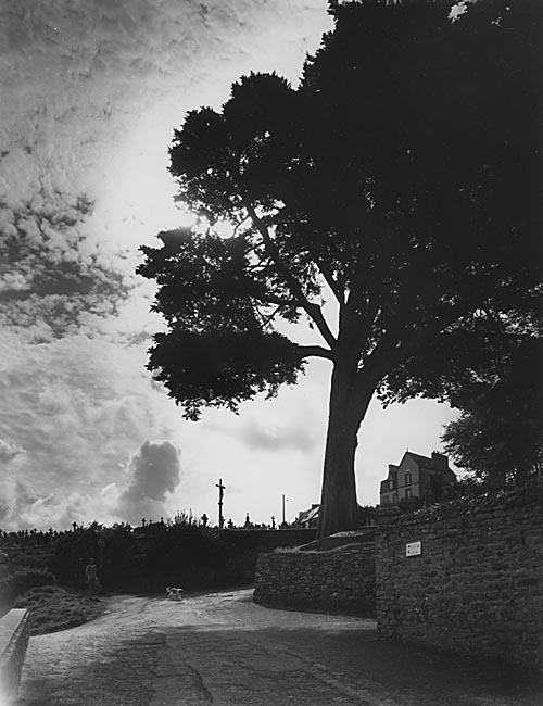  - Un arbre à Tréboul