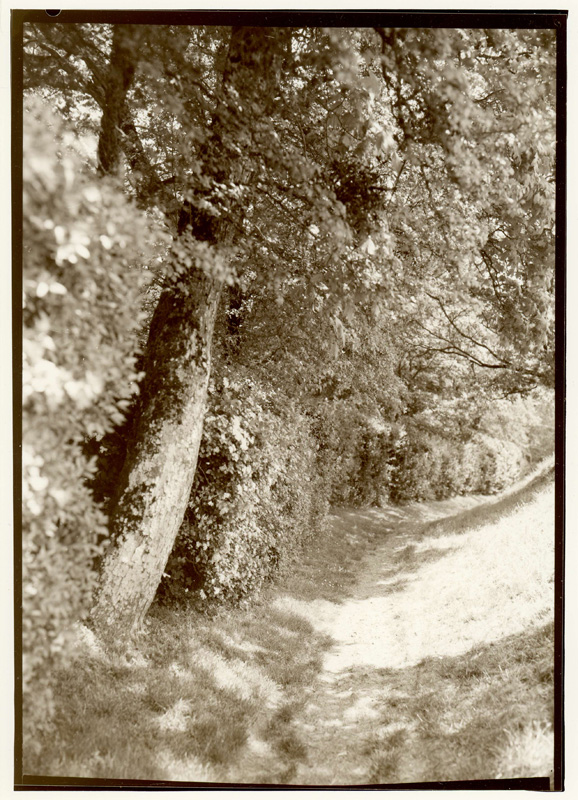  - Les aubépines