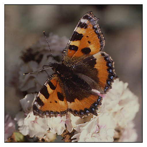  - Papillon 1