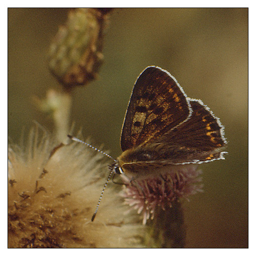  - Papillon 2