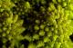 Choux romanescu