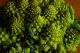 Choux romanescu