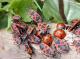 Insectes
