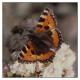 Papillon 1