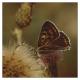 Papillon 2