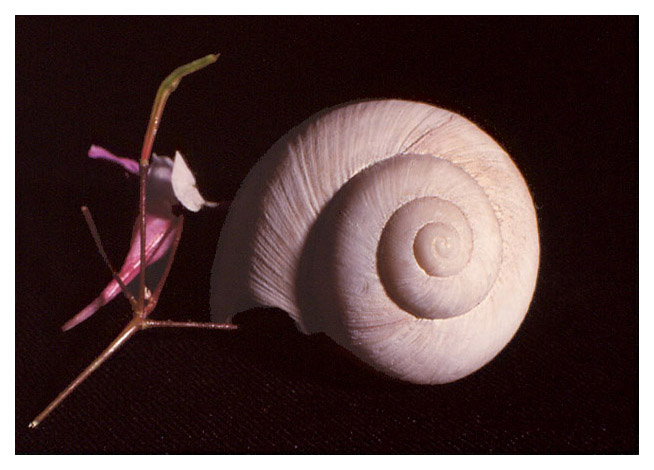  - Seconde volute
