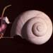 Seconde volute