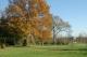 Versailles, arbre