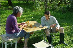 Les champignons